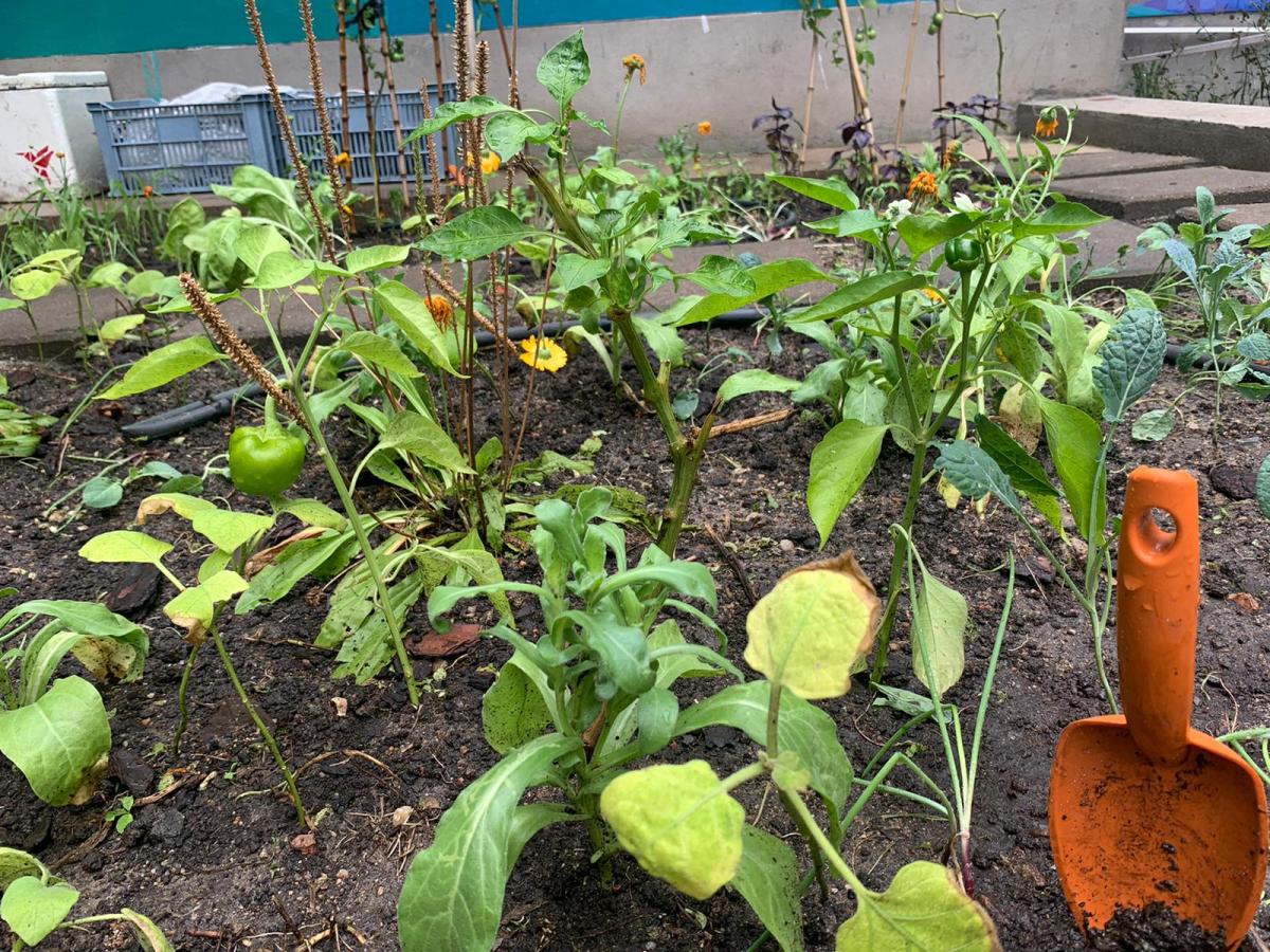 Huerta Comunitaria: Sumate!